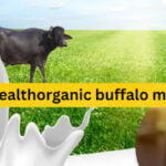 Wellhealthorganic buffalo milk tag